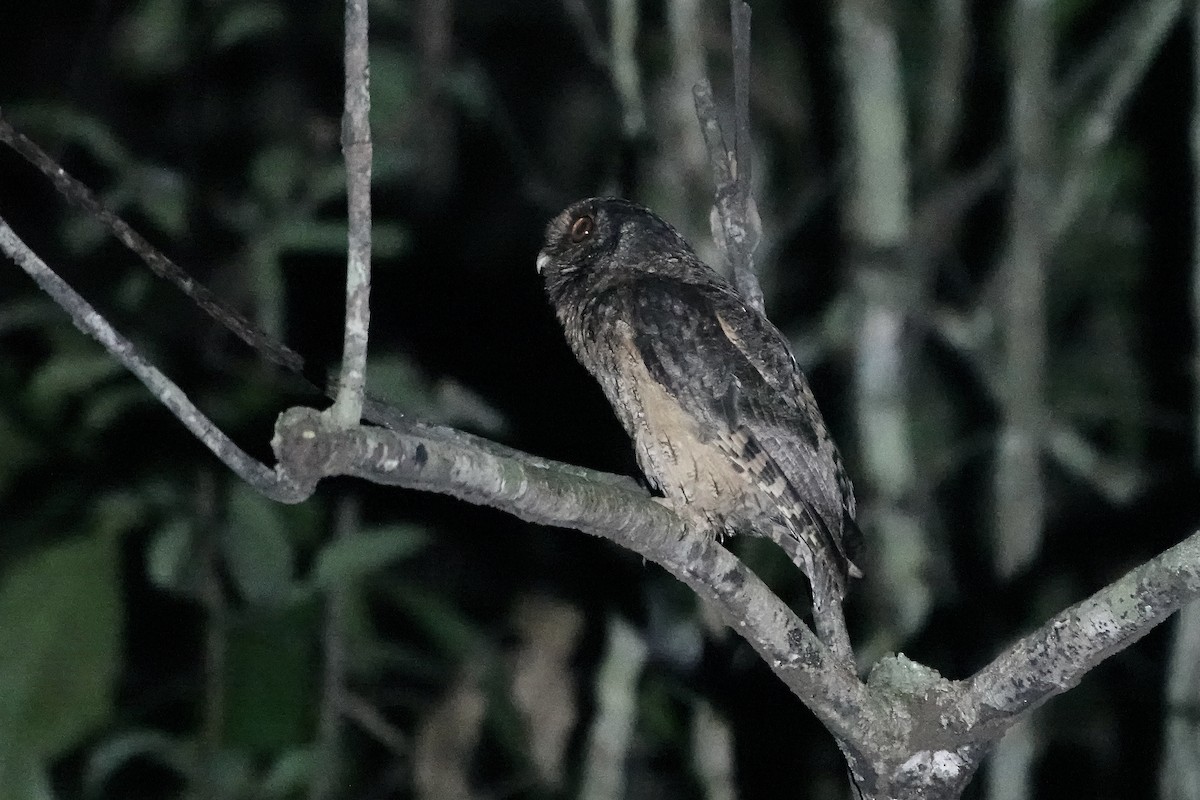 Tawny-bellied Screech-Owl (Austral) - ML606623241