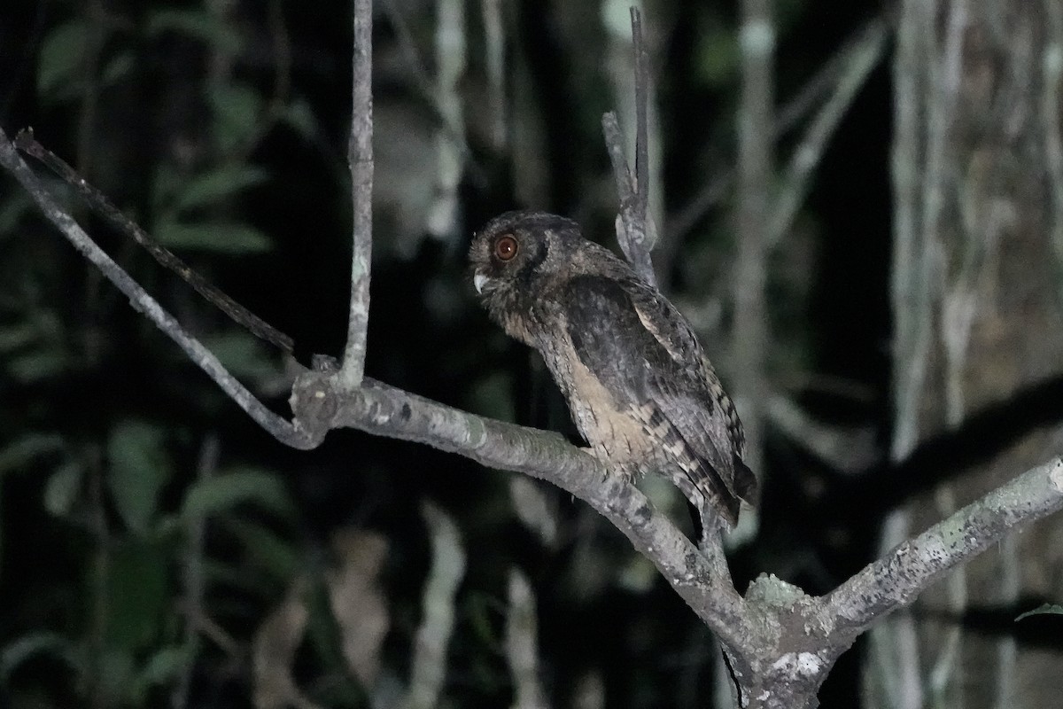 Tawny-bellied Screech-Owl (Austral) - ML606623301