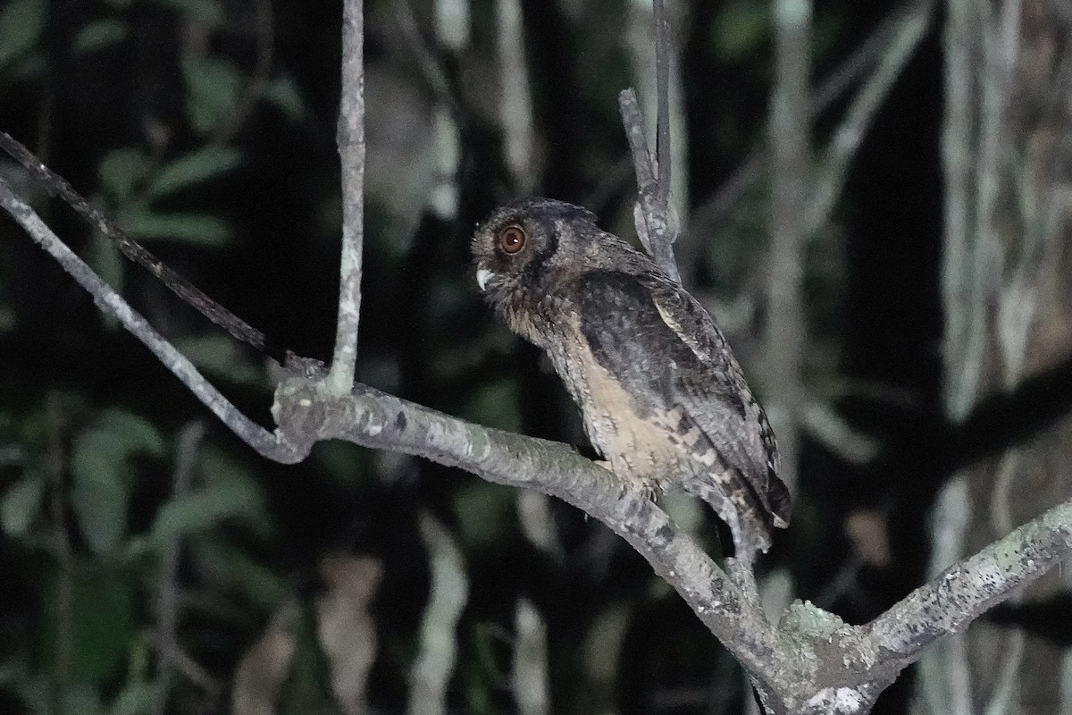 Tawny-bellied Screech-Owl (Austral) - ML606623331
