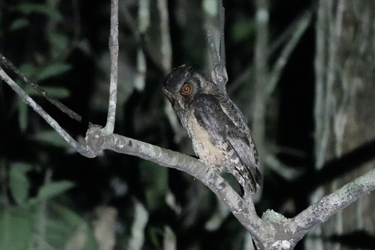 Tawny-bellied Screech-Owl (Austral) - ML606623351