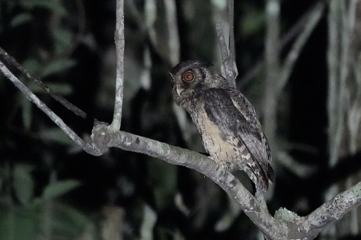 Tawny-bellied Screech-Owl (Austral) - ML606623401