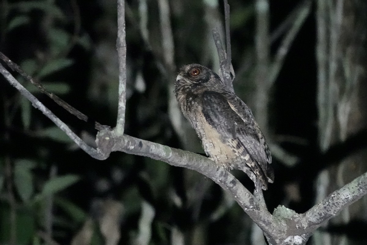 Tawny-bellied Screech-Owl (Austral) - ML606623421