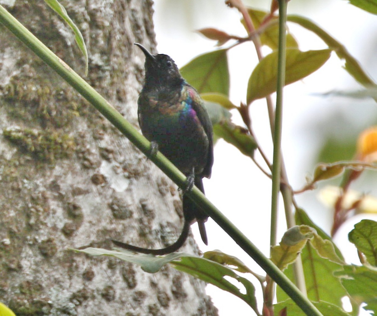 Purple-breasted Sunbird - ML606624211