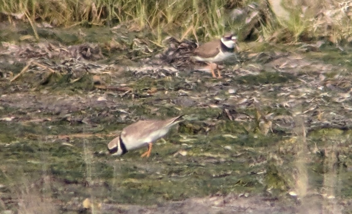 Common Ringed Plover - ML606628441