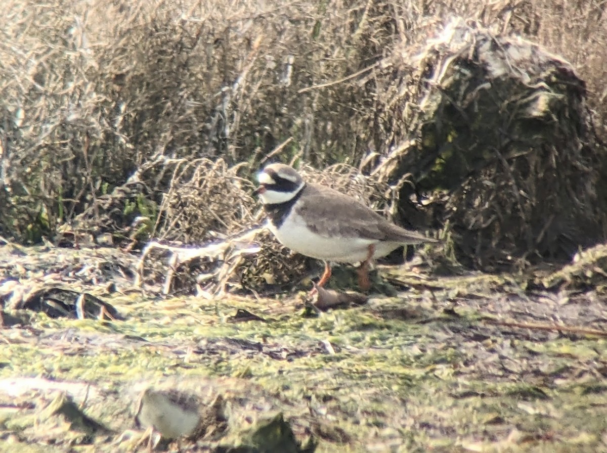 Common Ringed Plover - ML606628451