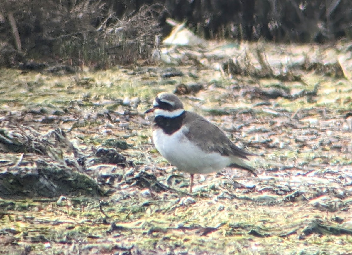 Common Ringed Plover - ML606628461