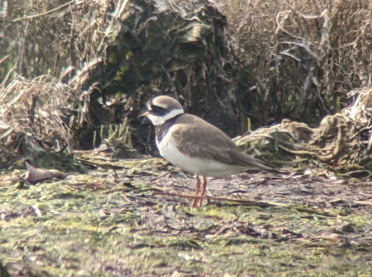 Common Ringed Plover - ML606629221
