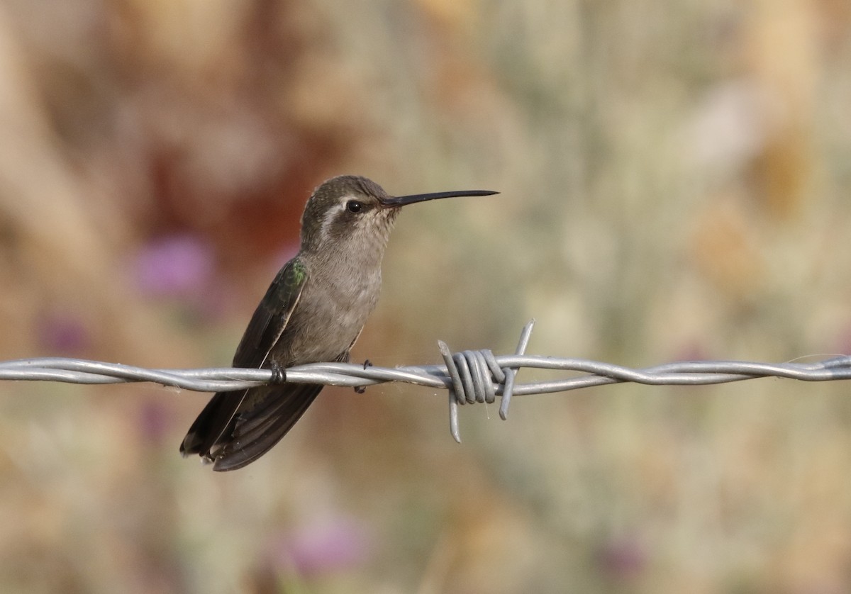 Broad-billed Hummingbird - Timo Mitzen