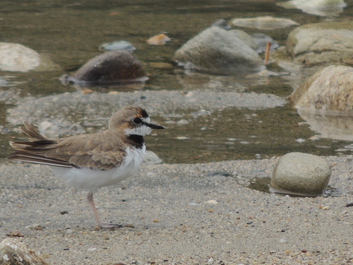 Collared Plover - ML606634581