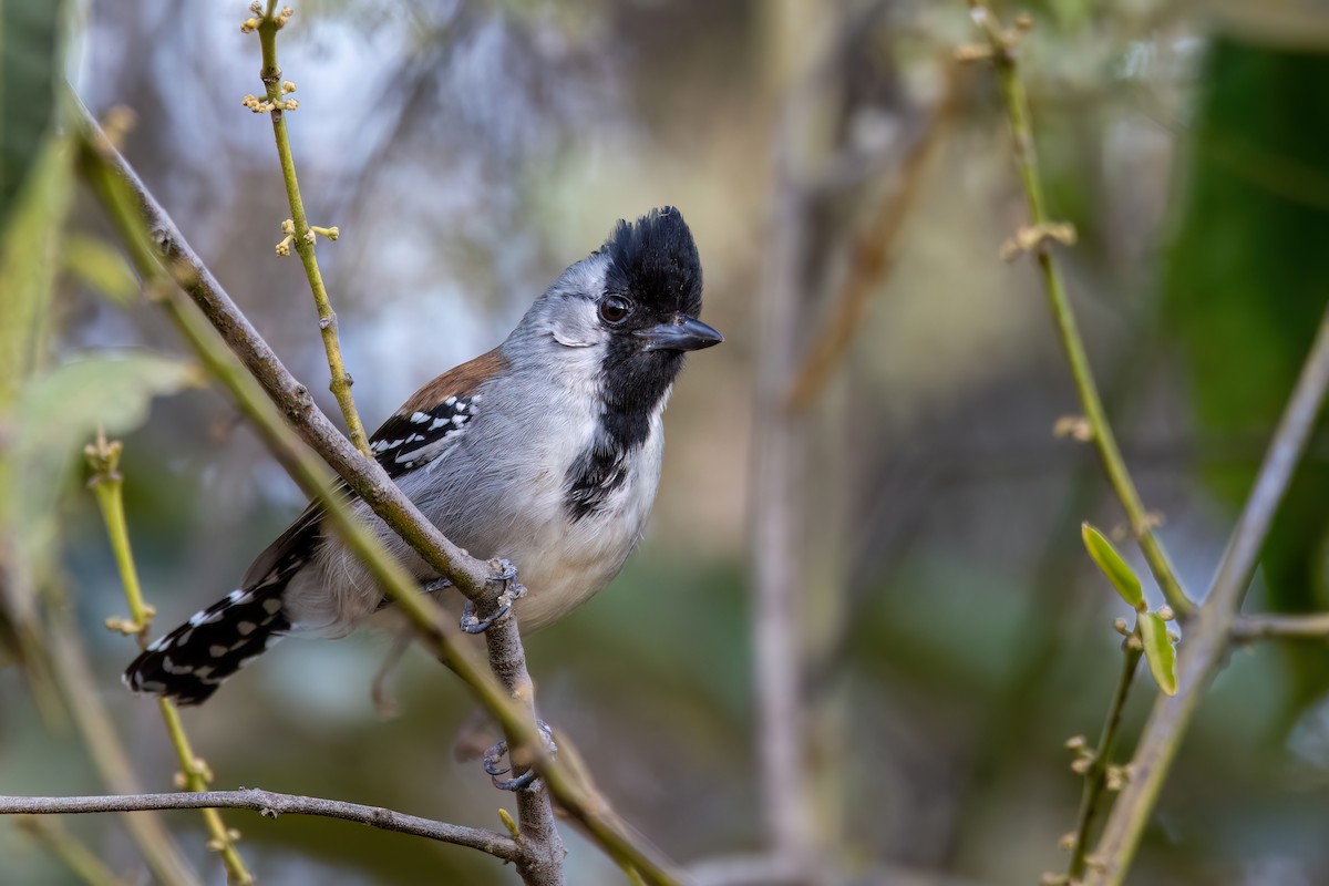 Silvery-cheeked Antshrike - Marcos Eugênio Birding Guide