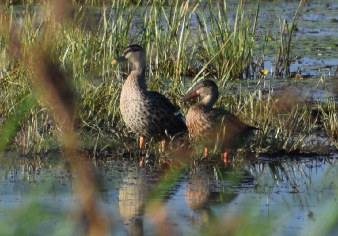 eBird Checklist 23 Aug 2023 BaieduFebvre (station d'épuration