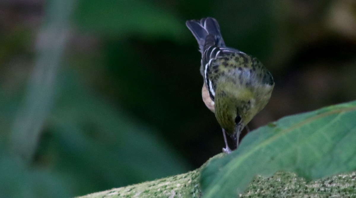 Bay-breasted Warbler - ML606639001