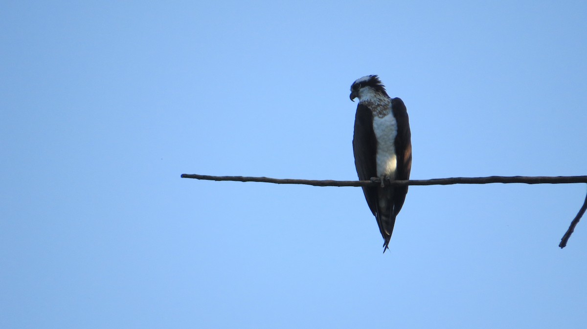 eBird Checklist 23 Aug 2023 Alton Baker Park 31 species (+1 other