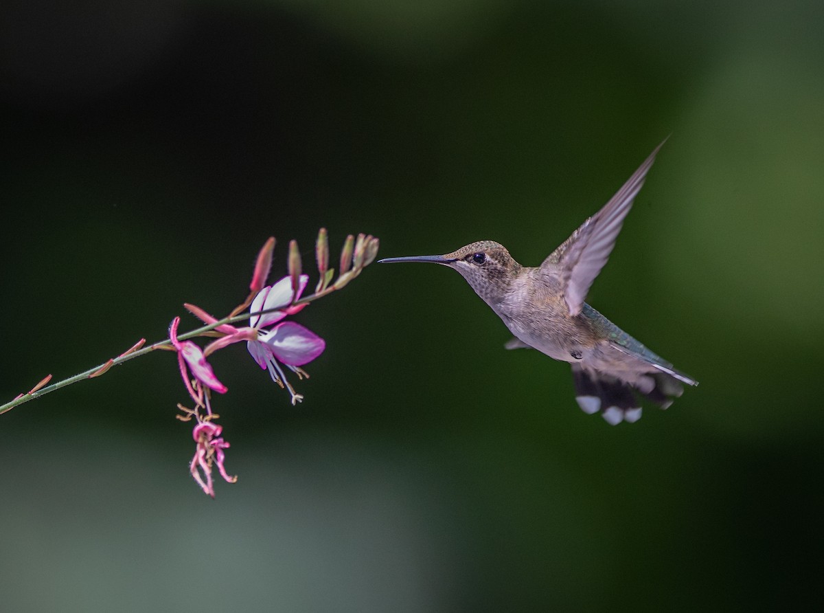 Black-chinned Hummingbird - ML606644151