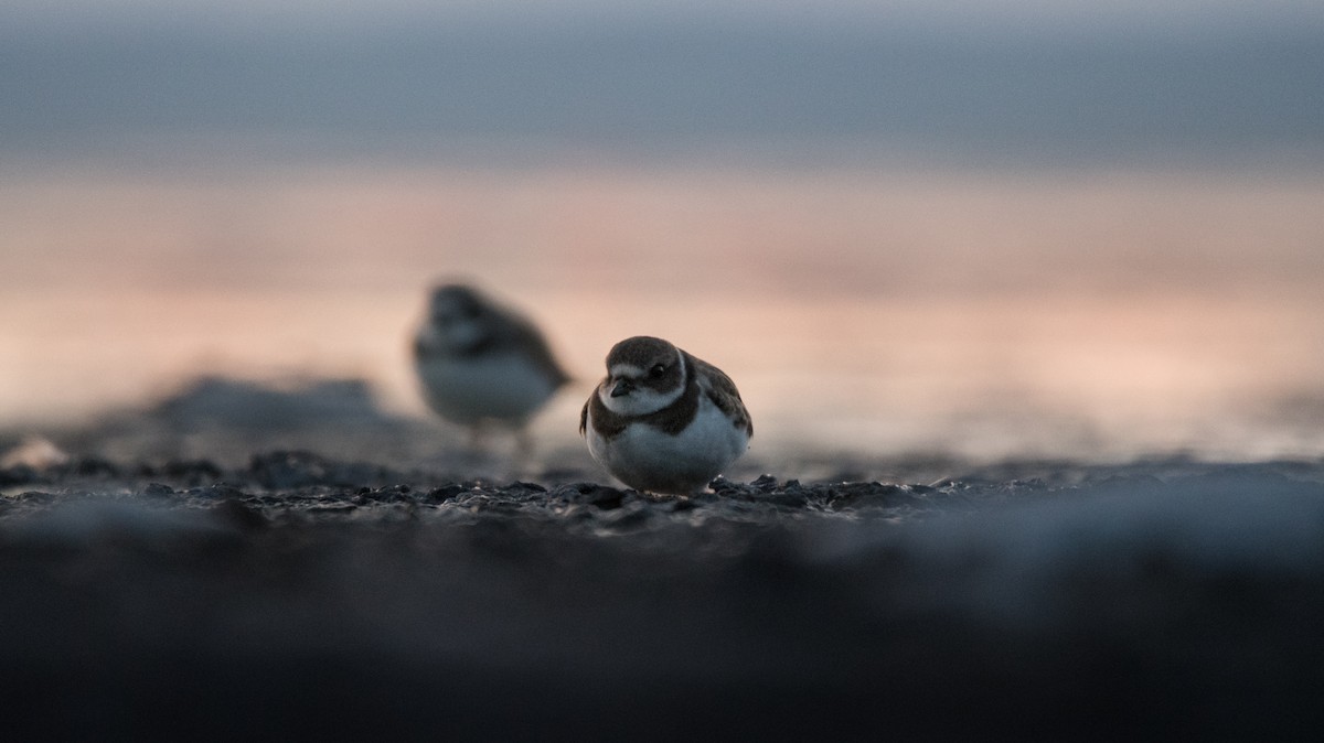 Semipalmated Plover - ML606644301