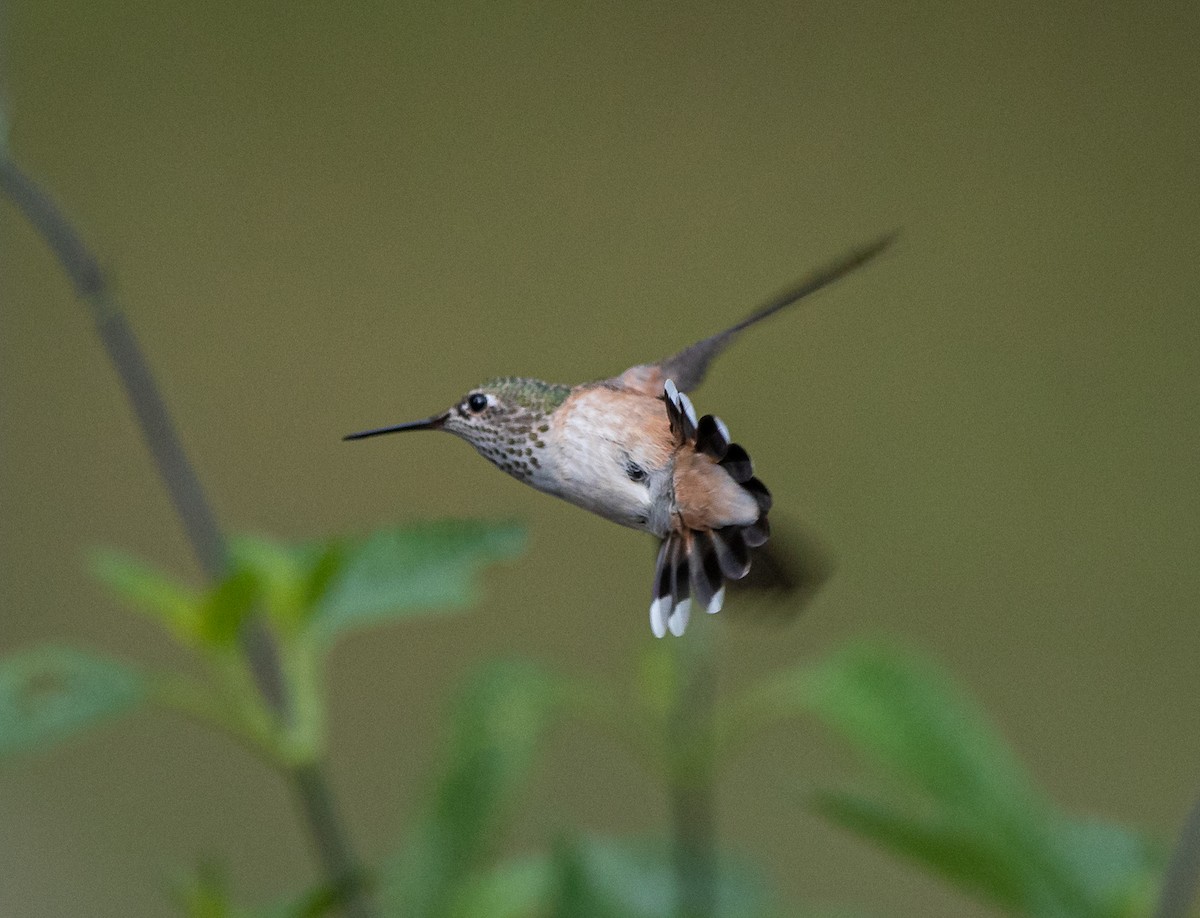 Calliope Hummingbird - bj worth