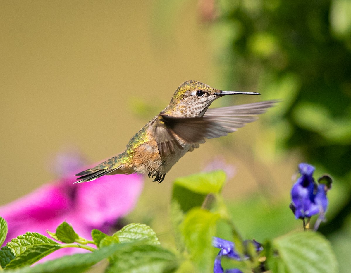 Calliope Hummingbird - ML606645301