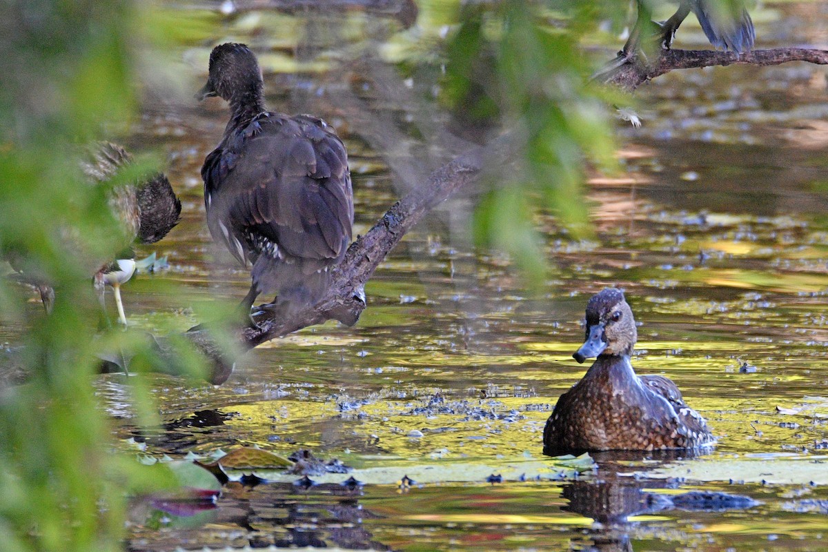 Spotted Whistling-Duck - ML606652301
