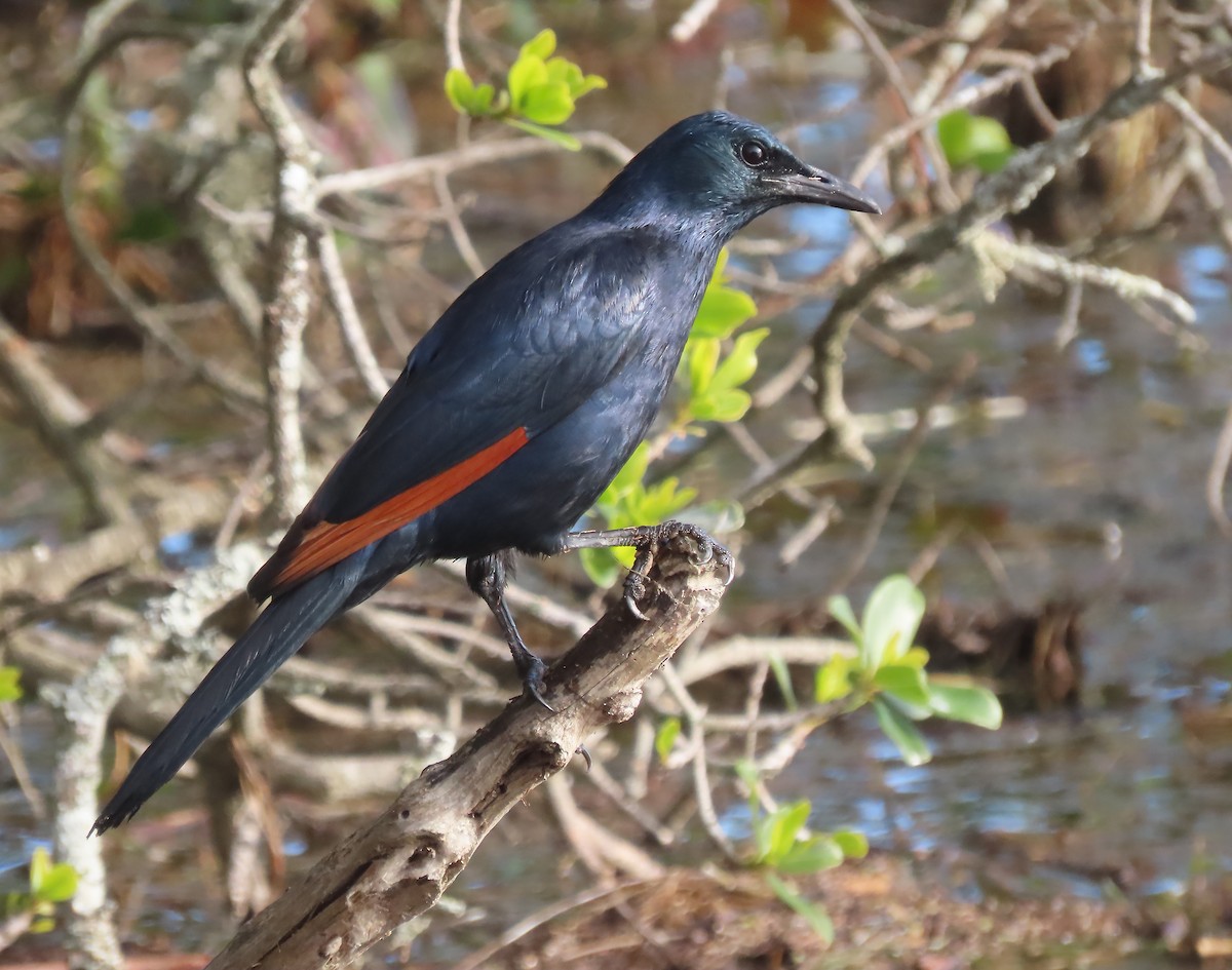 Red-winged Starling - ML606654701