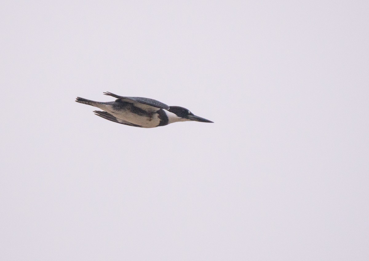 Belted Kingfisher - ML606664371