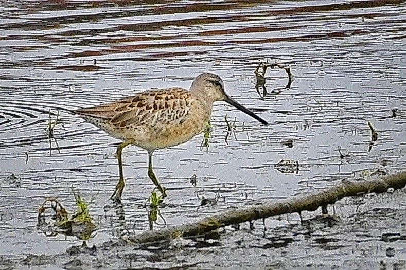 Long-billed Dowitcher - ML606664671