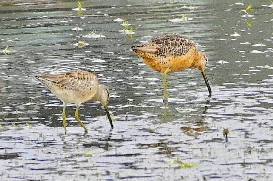 Long-billed Dowitcher - ML606664681
