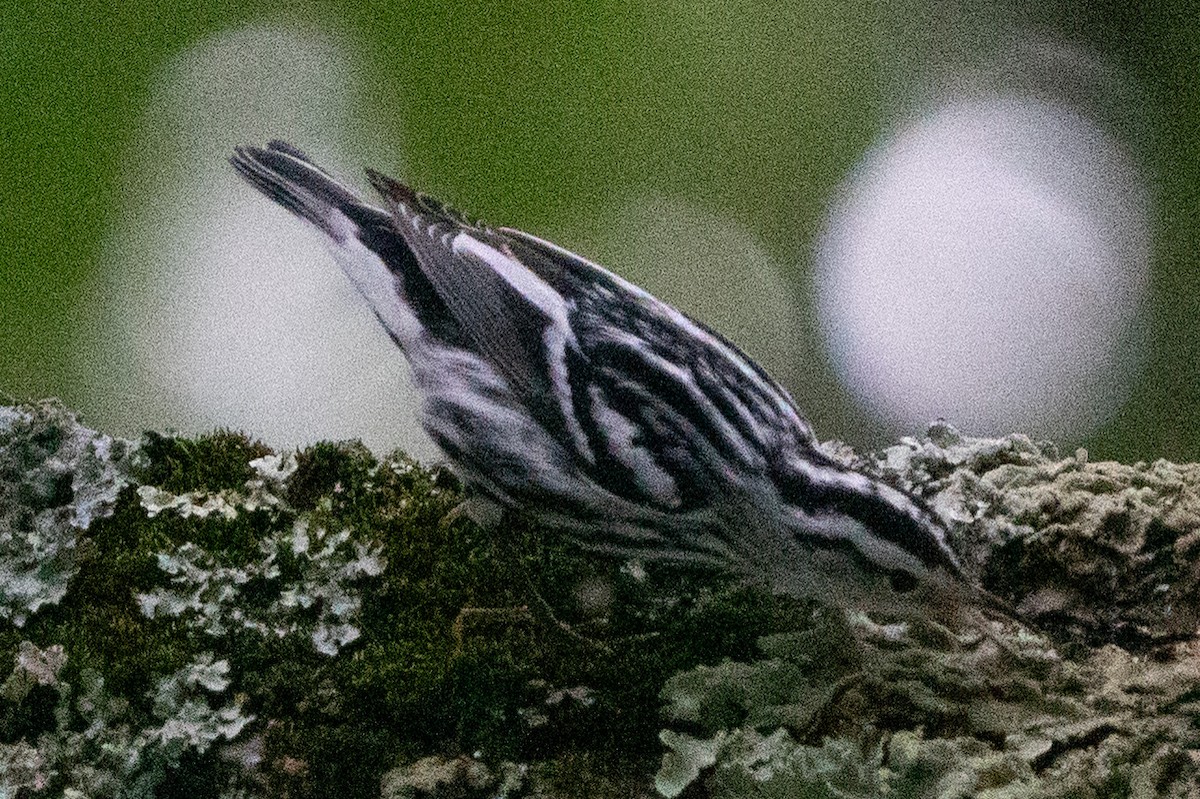 Black-and-white Warbler - ML606667731