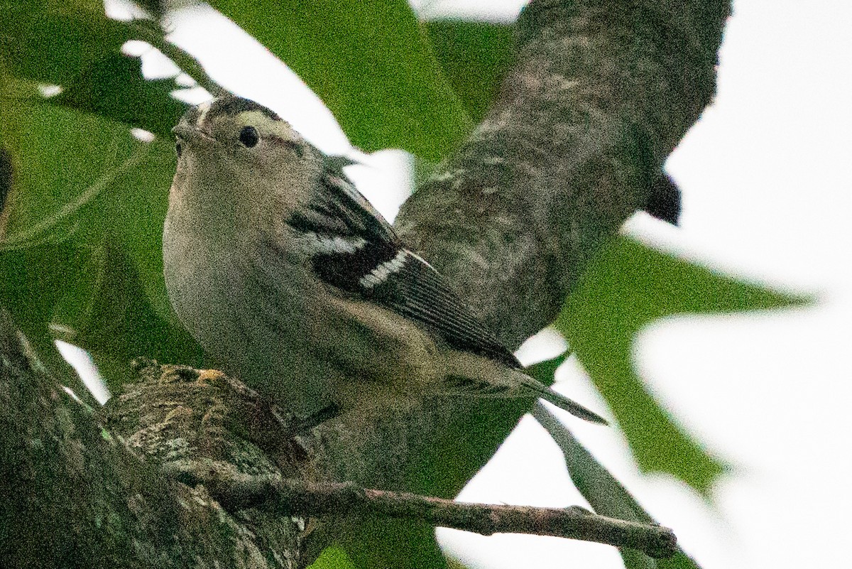 Black-and-white Warbler - ML606668471