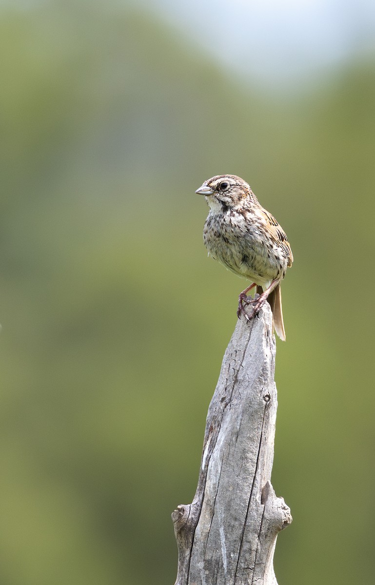 Sierra Madre Sparrow - ML606669171