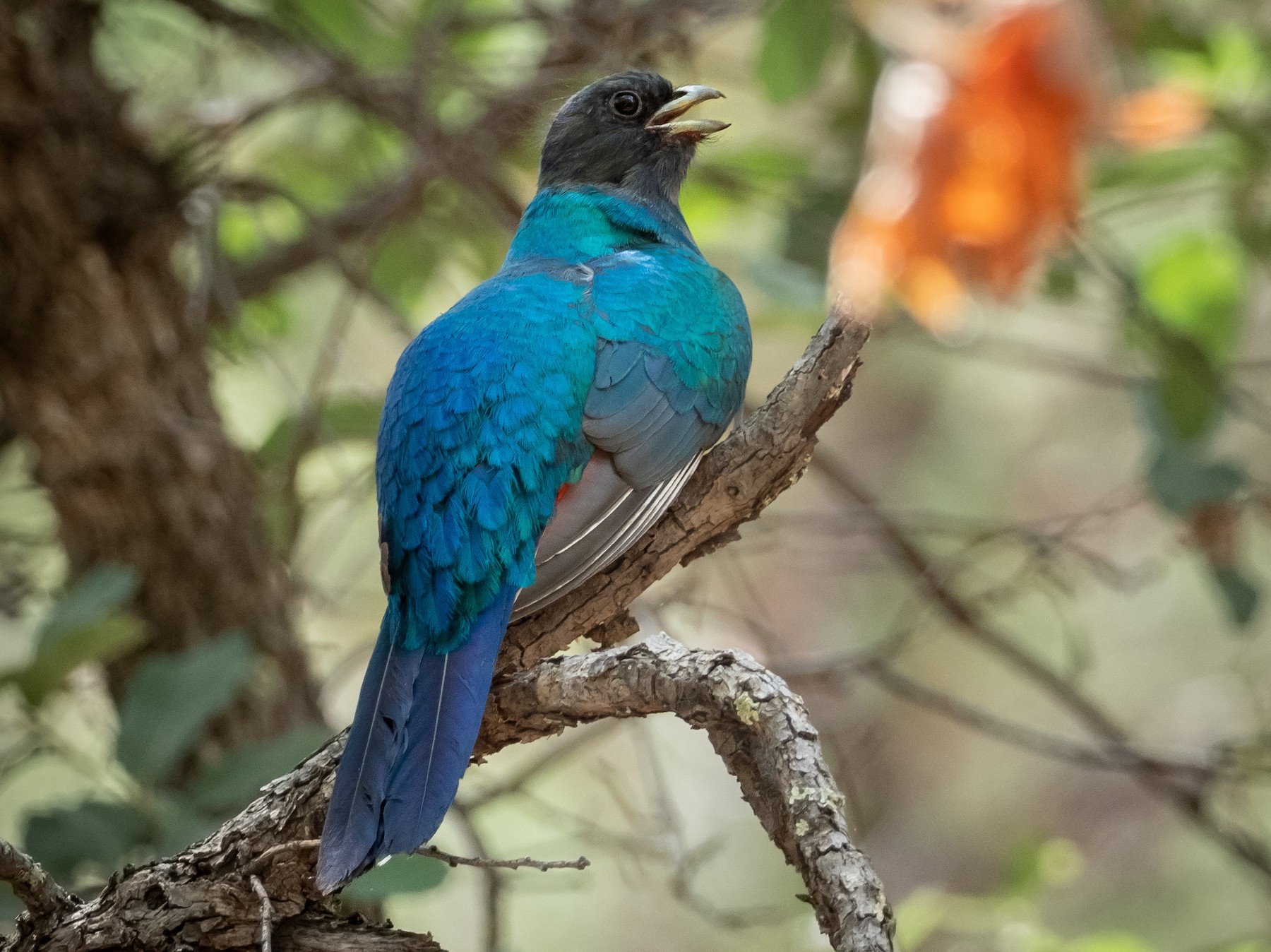 Eared Quetzal - Phil Chaon