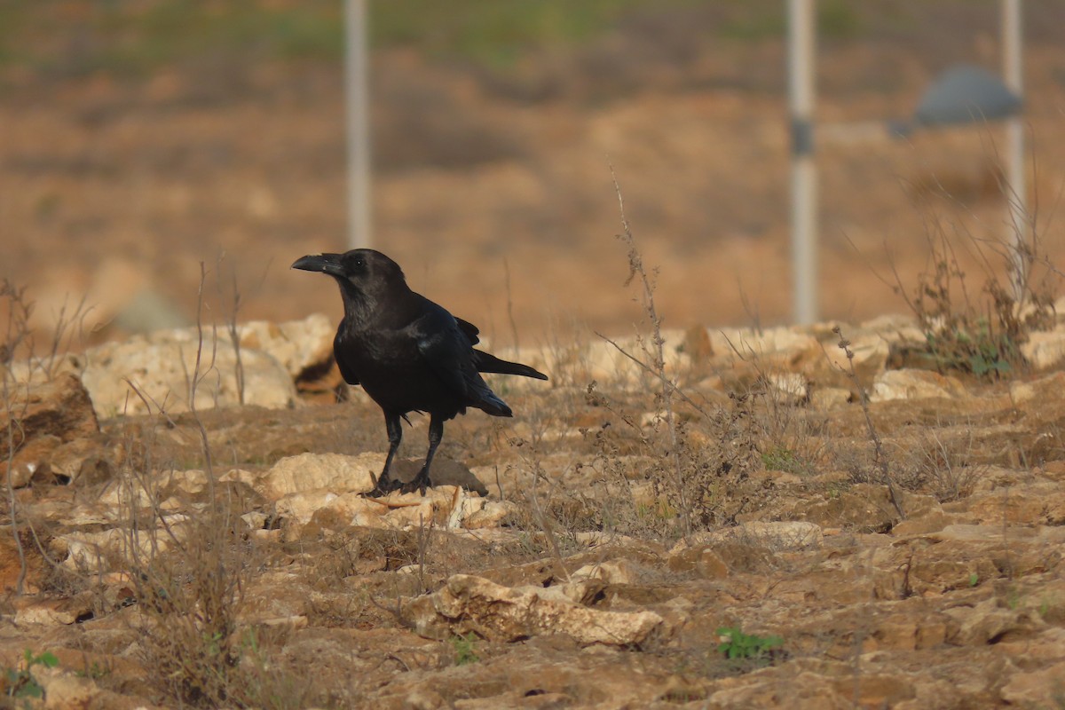 Brown-necked Raven - ML606672831