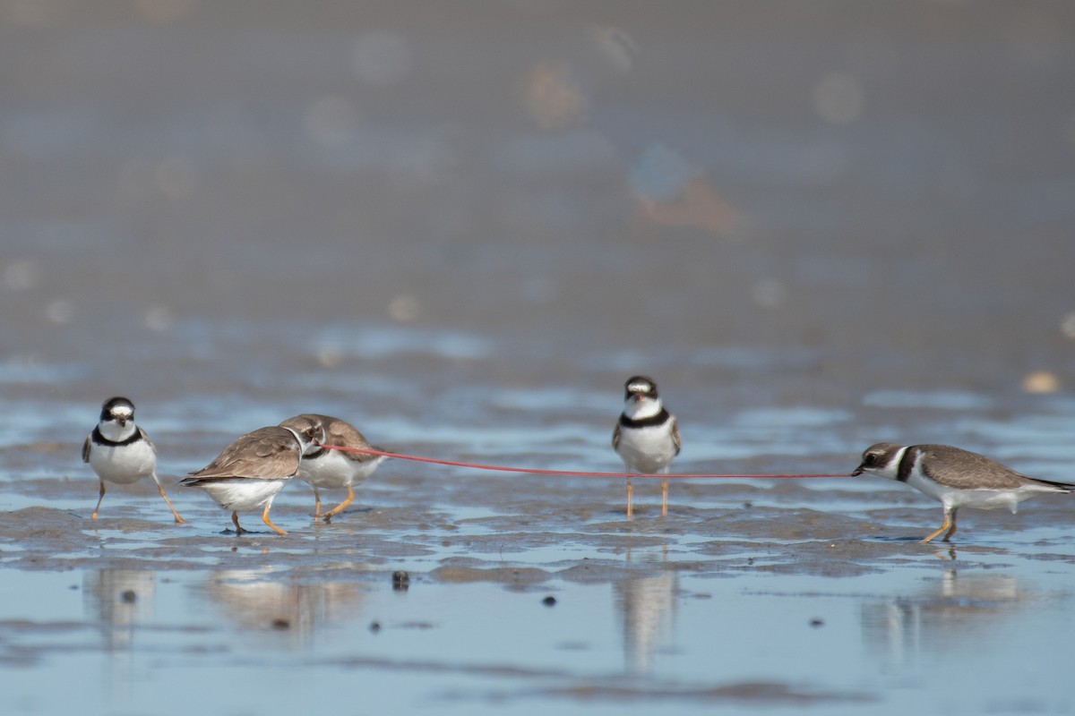 Semipalmated Plover - ML606675321