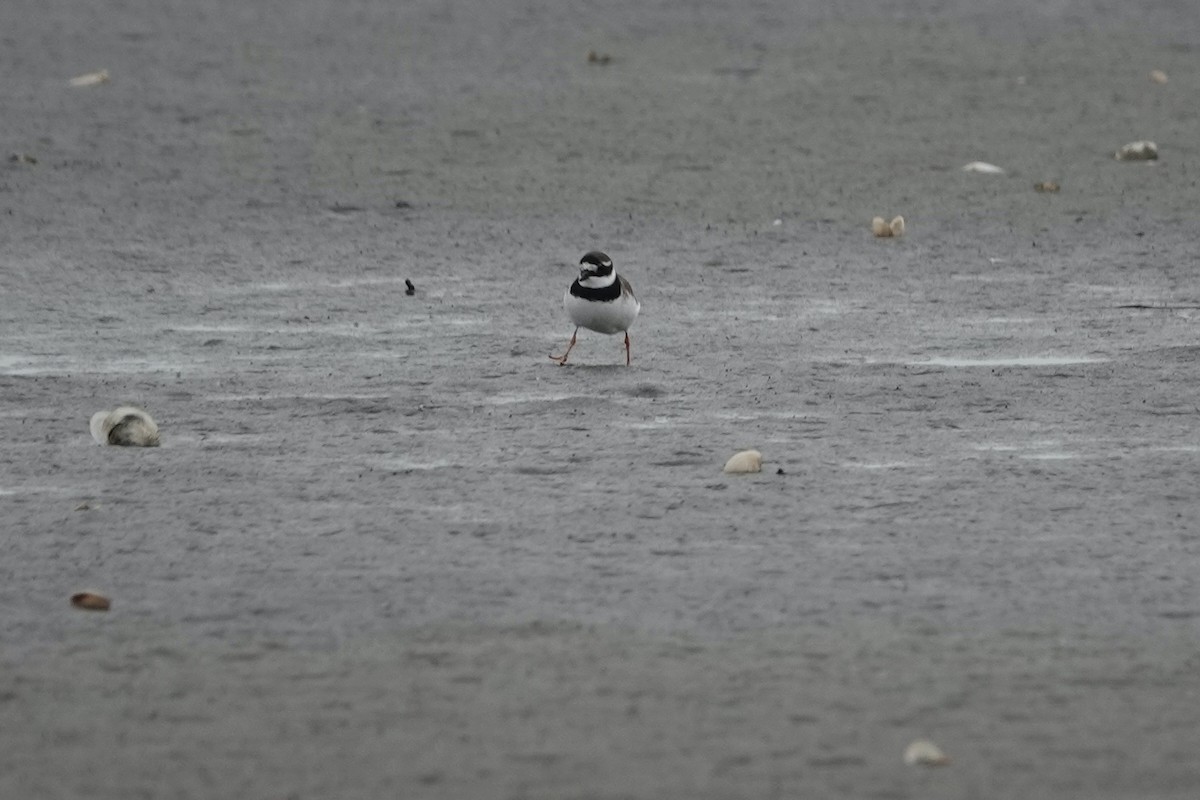 Common Ringed Plover - ML606675791