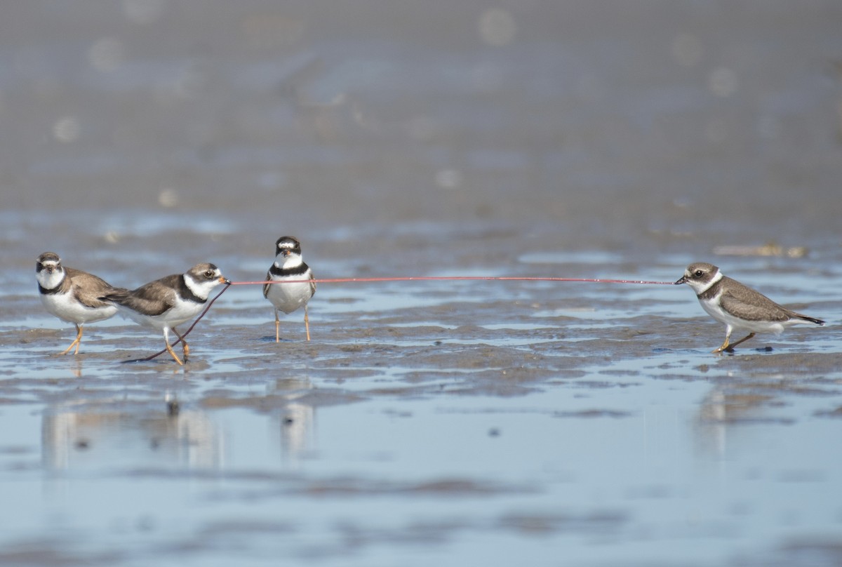 Semipalmated Plover - ML606675961