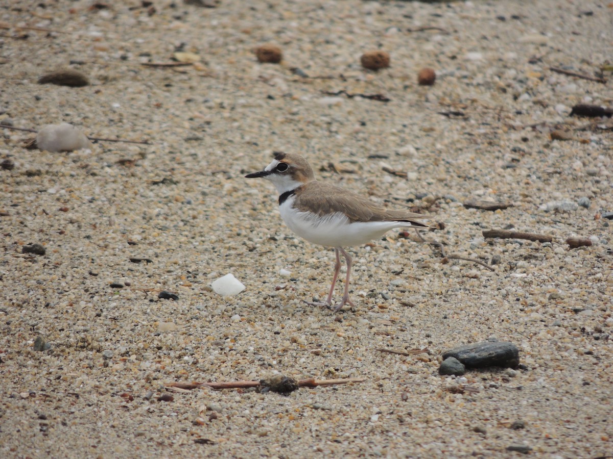Collared Plover - ML606677441