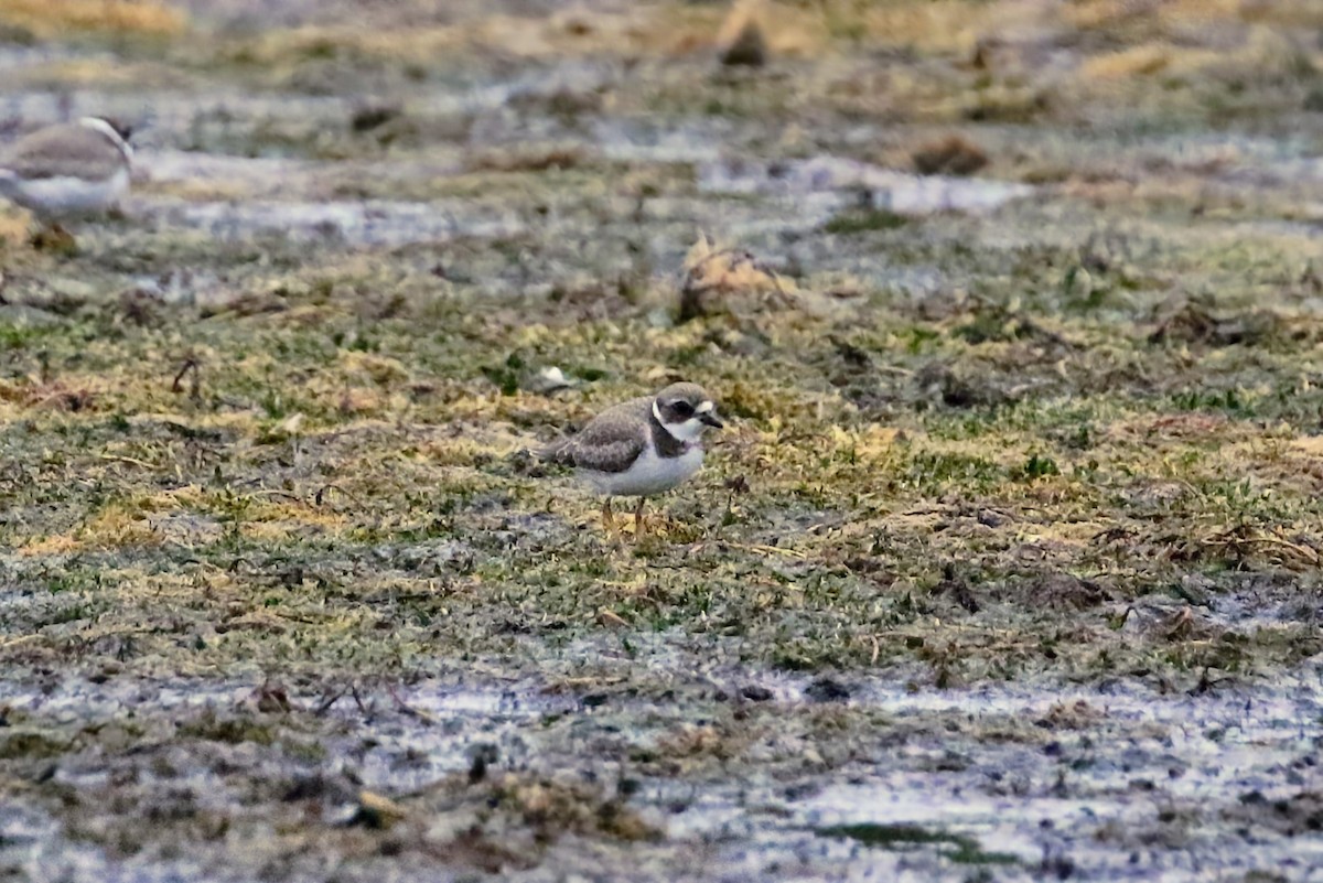 Semipalmated Plover - ML606677471