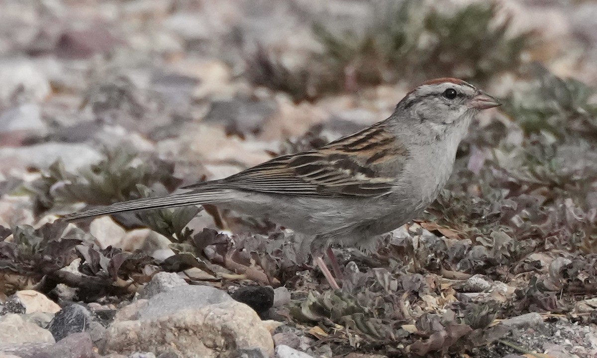 Chipping Sparrow - ML606679781