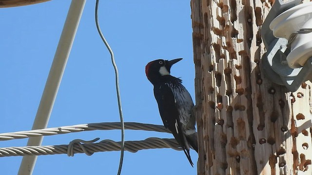 Acorn Woodpecker - ML606681721