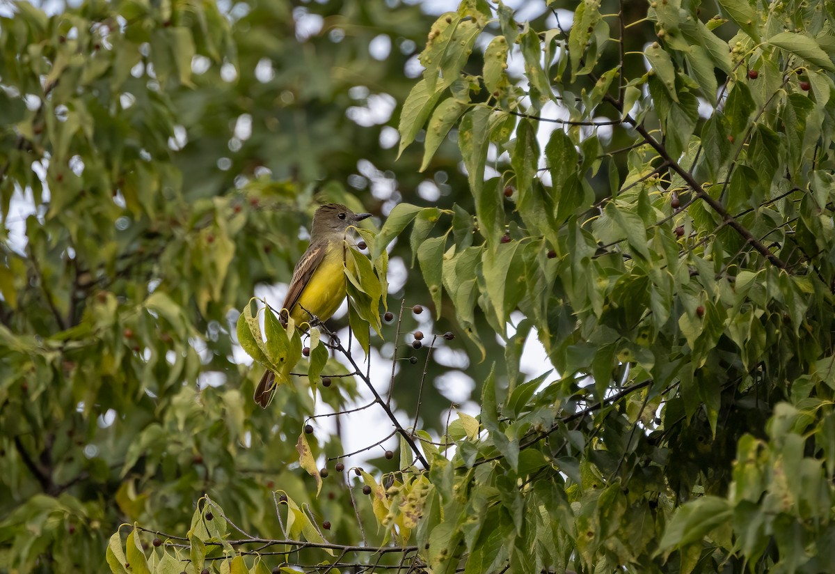 Great Crested Flycatcher - ML606688421