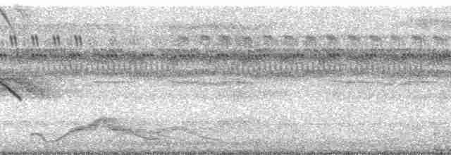 Weißschwanz-Nachtschwalbe - ML60669