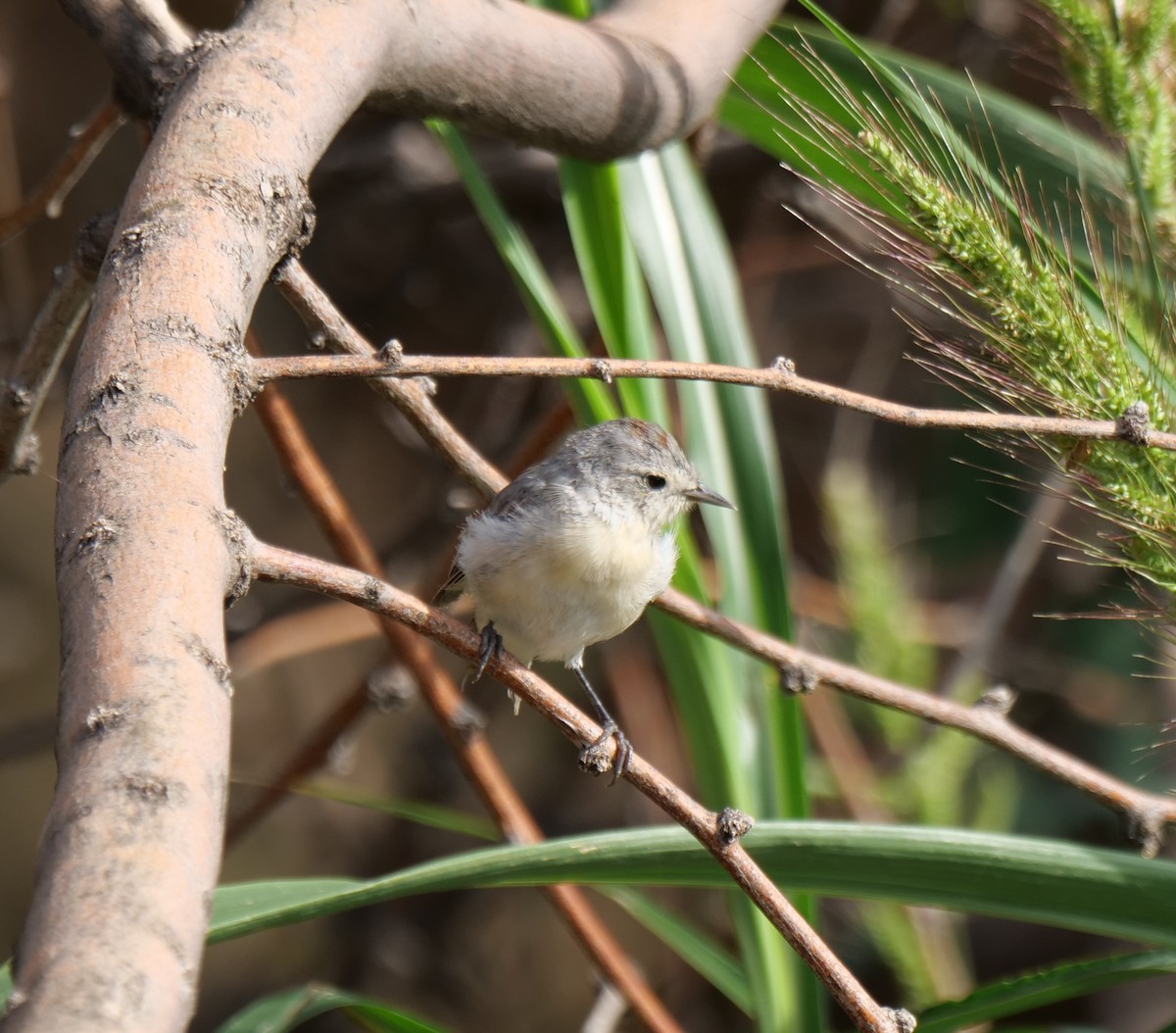 Lucy's Warbler - ML606692231