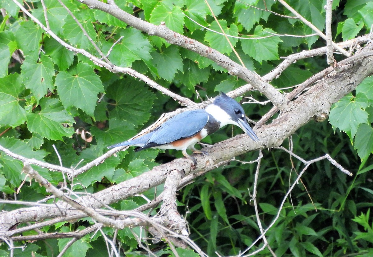 Belted Kingfisher - ML606692441