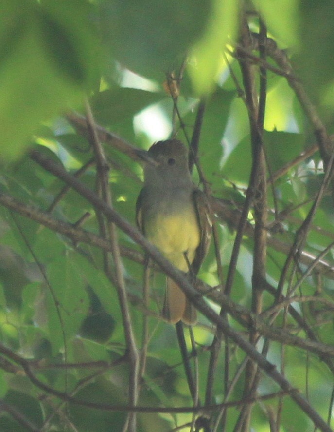 Great Crested Flycatcher - ML60669251