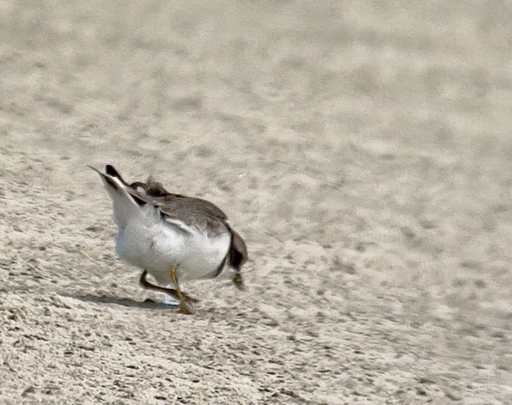 Semipalmated Plover - ML606694281