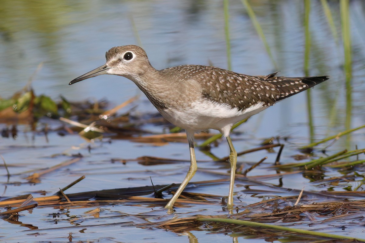 Solitary Sandpiper - Gary Jarvis