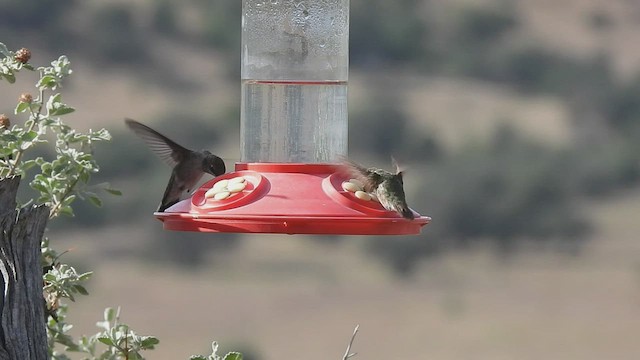 Calliope Hummingbird - ML606696651