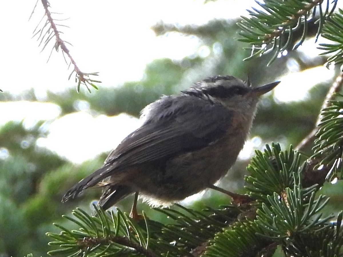 Red-breasted Nuthatch - ML606701381