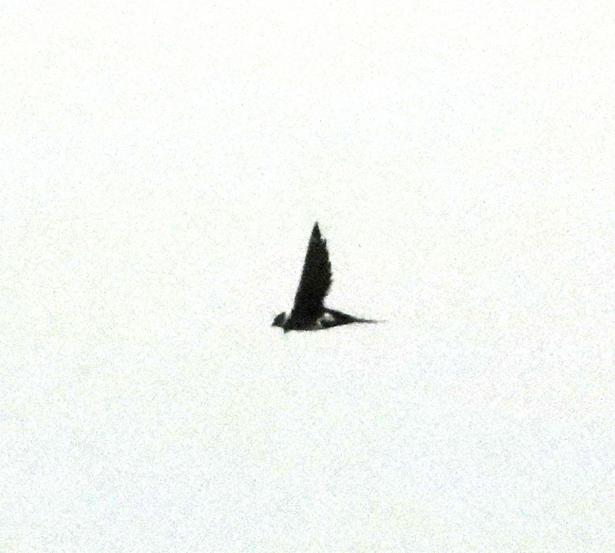 Great Swallow-tailed Swift - ML606701881
