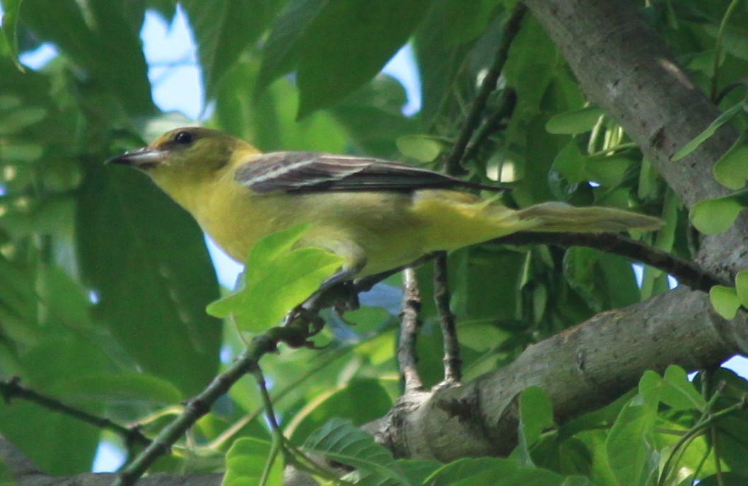 Orchard Oriole - ML60670221