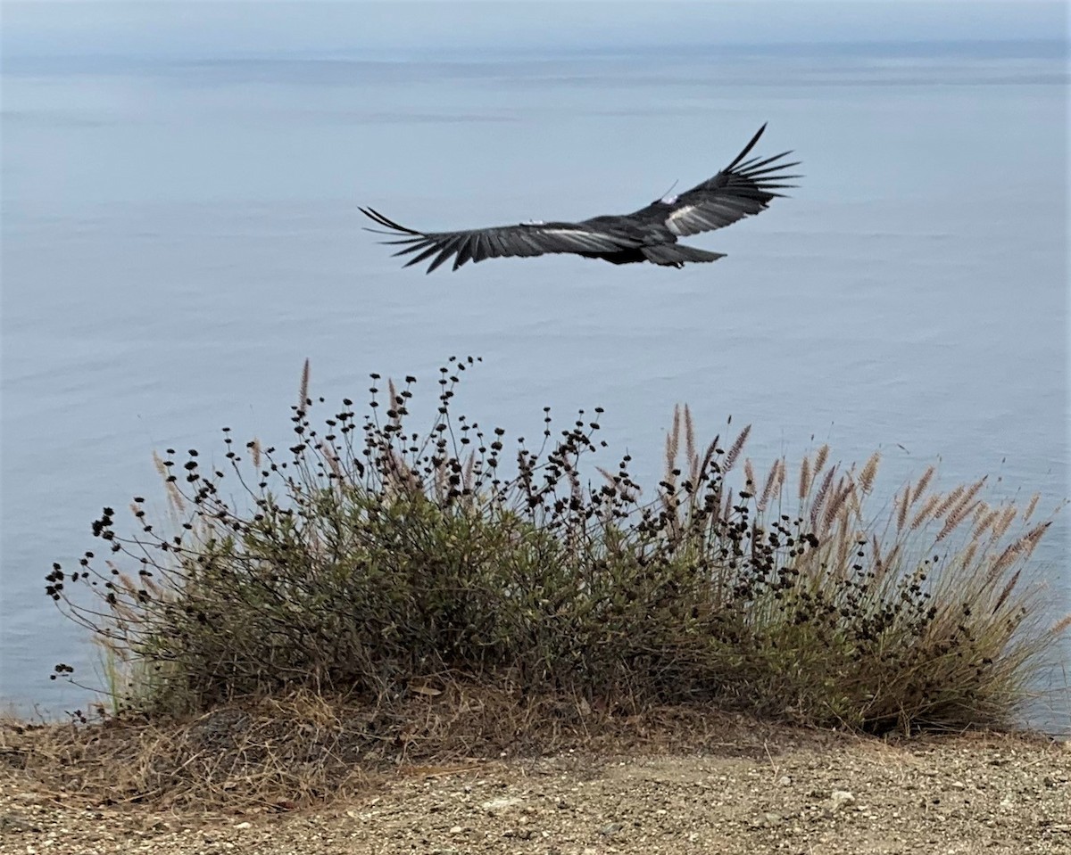 California Condor - ML606704141